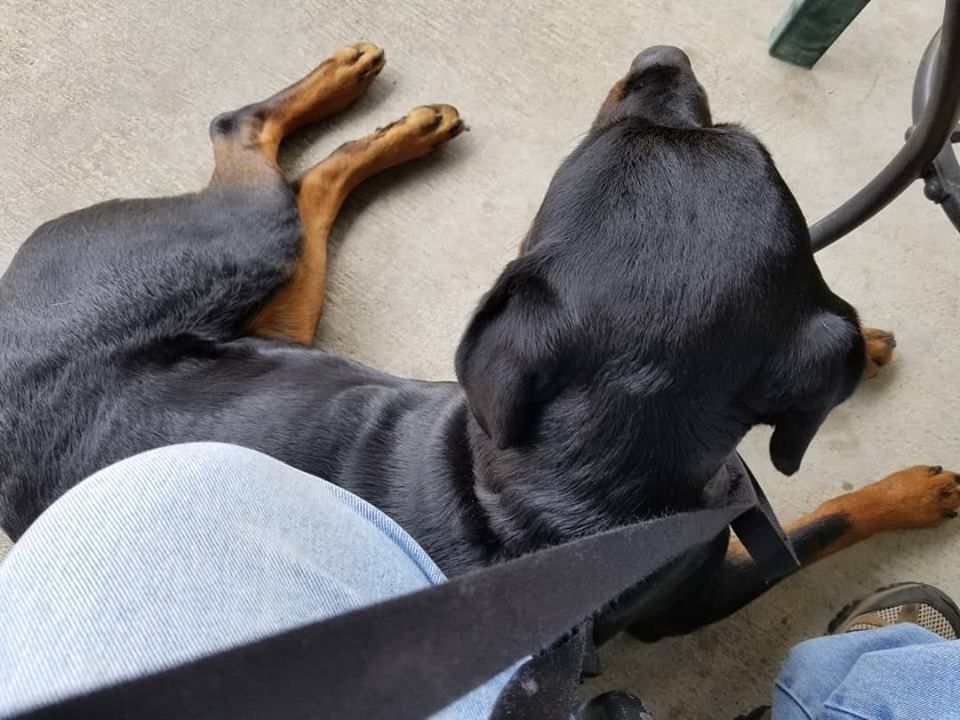 photo of Quinn at my feet on the concrete patio outside Nick's Grill